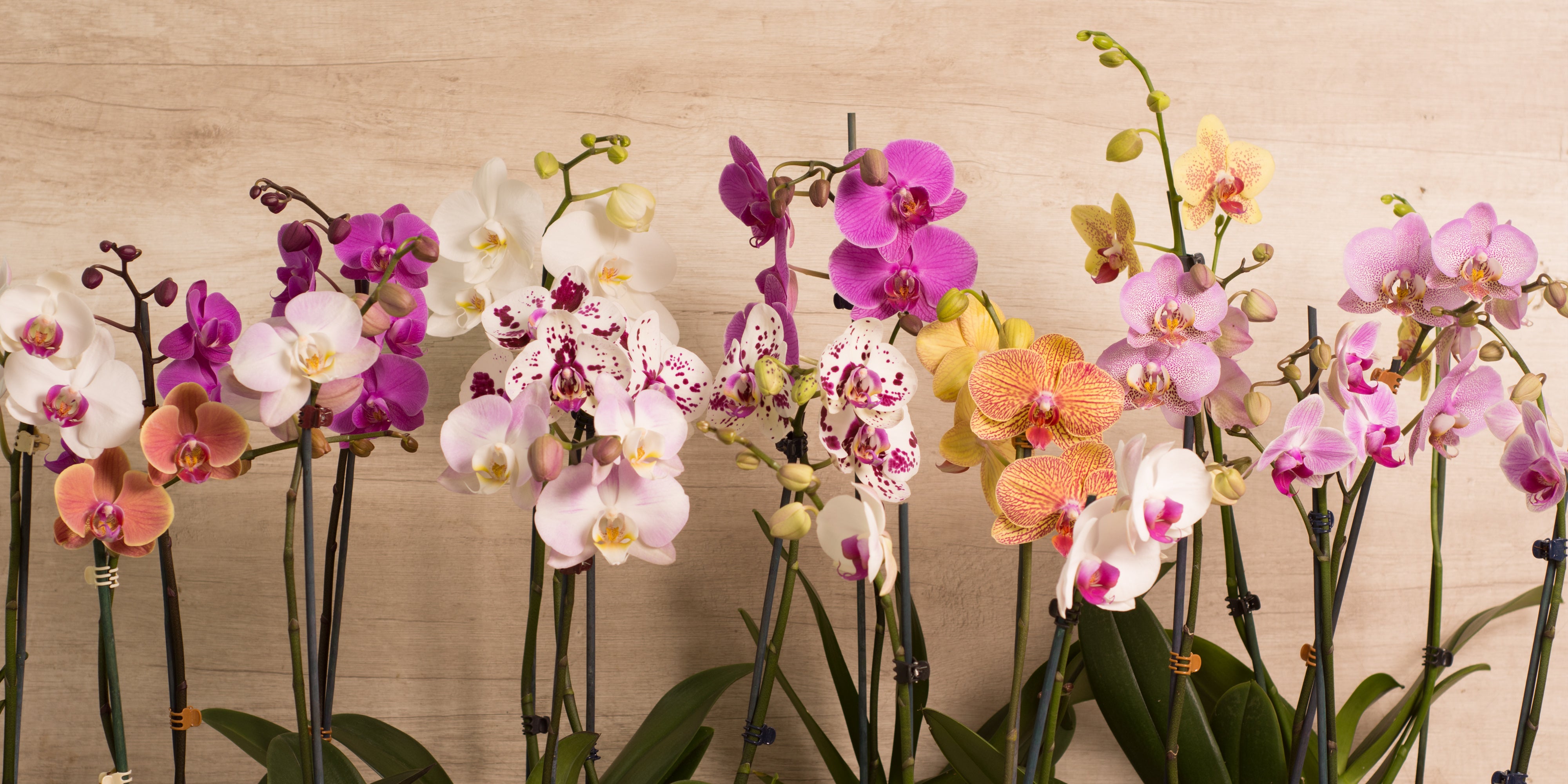 Gemidos reflujo Aplicable Como cuidar una orquídea Phalaenopsis durante la floración? – FlorerÍa La  Botánika Perú