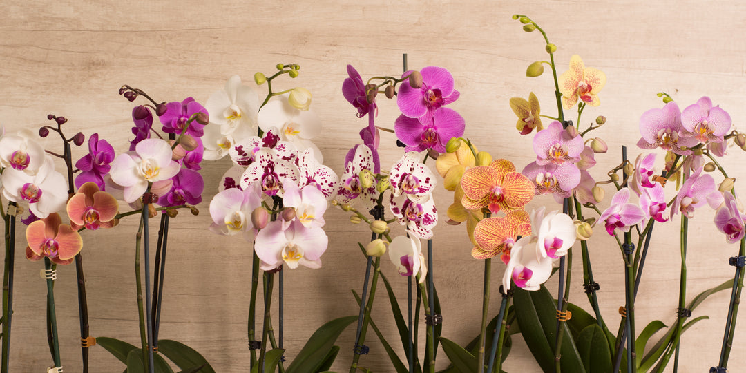 ¿Como cuidar una orquídea Phalaenopsis durante la floración?