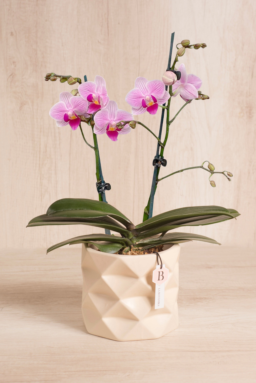 ORQUÍDEAS Y PLANTAS