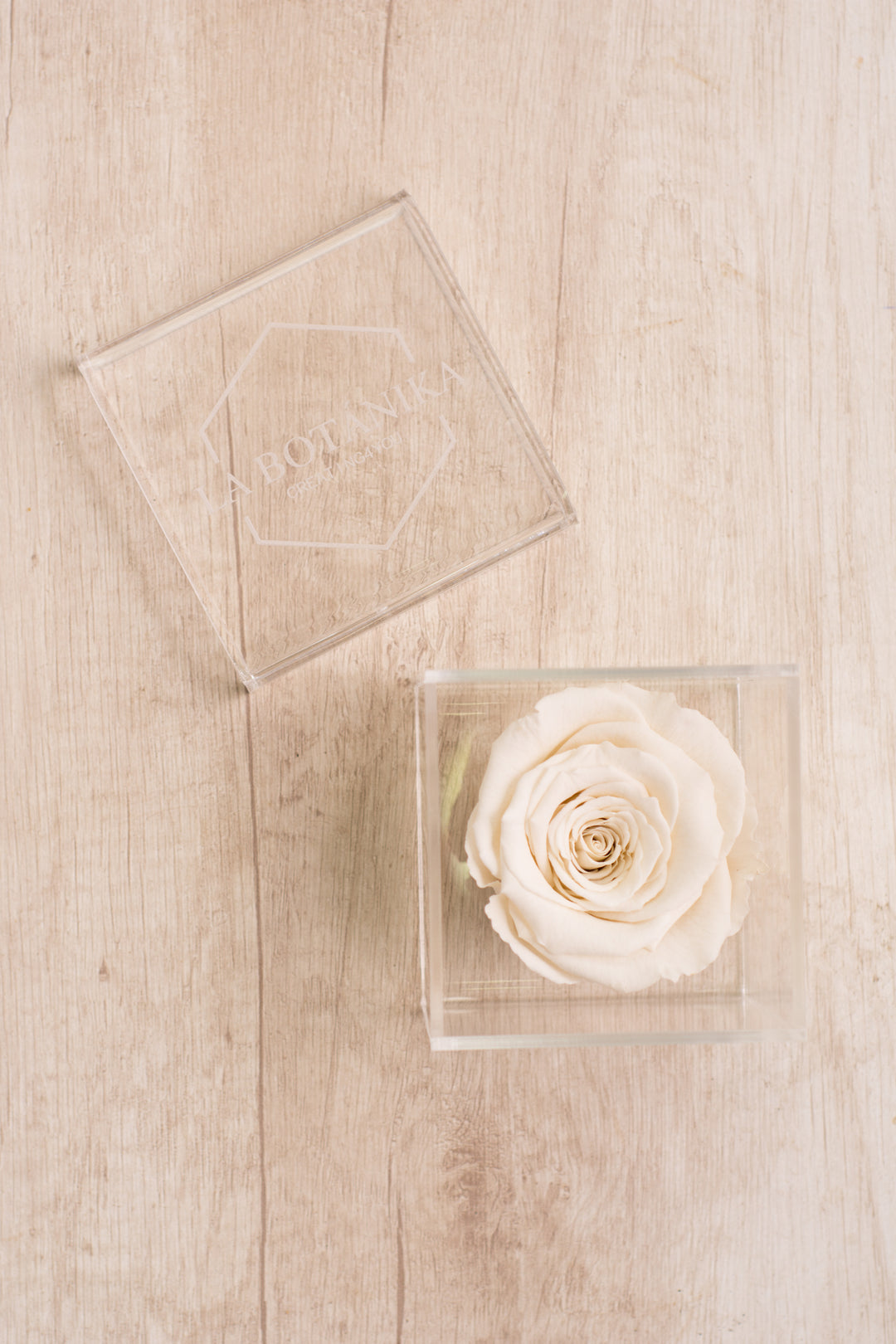 Rosa Preservada Blanca