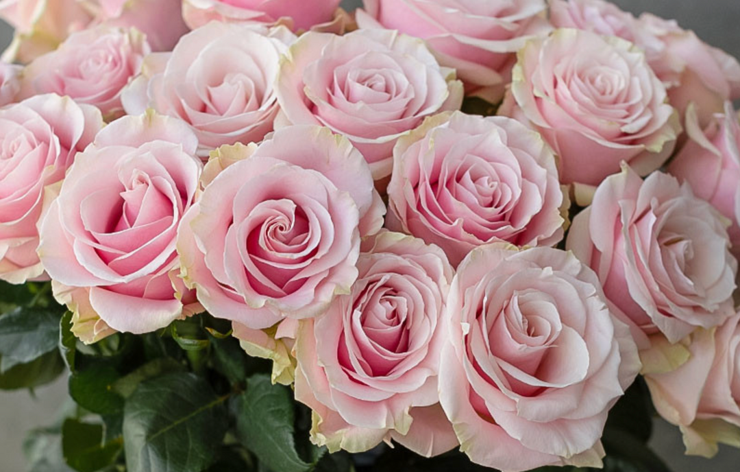 Pink Mondial: la rosa premium que no está marchita