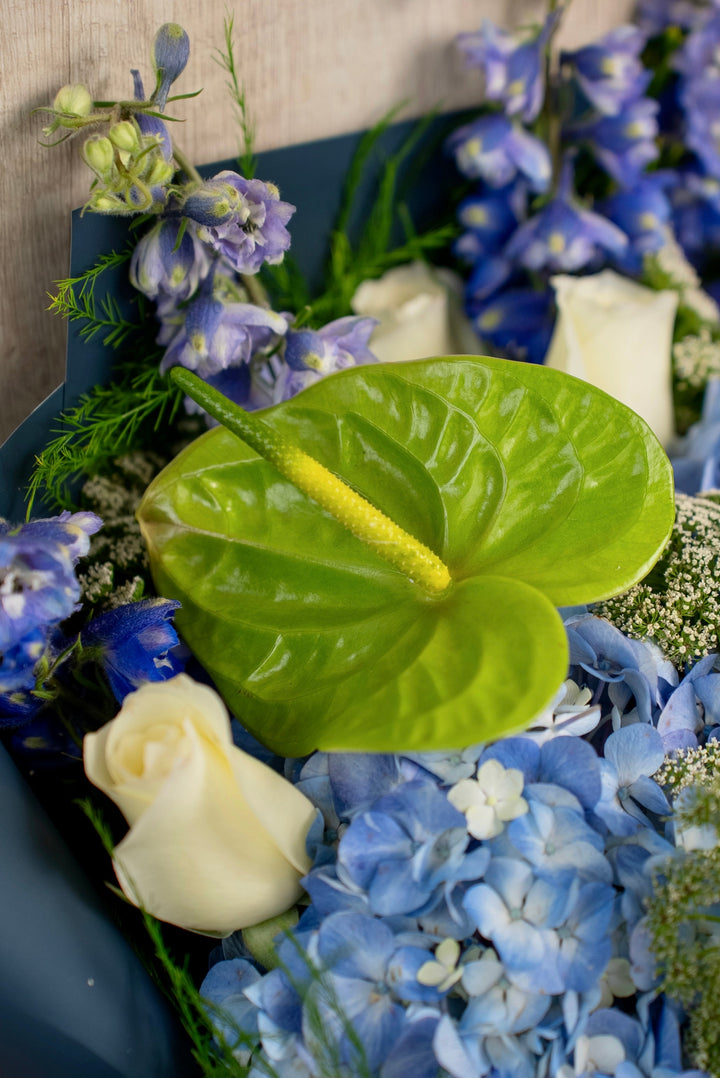 Ramo Lyssa - sameday