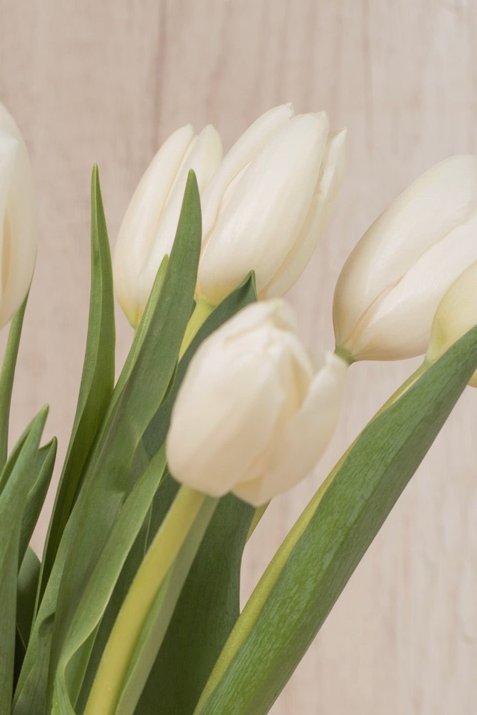 Florero Celine 10 Tulipanes Blancos - sameday