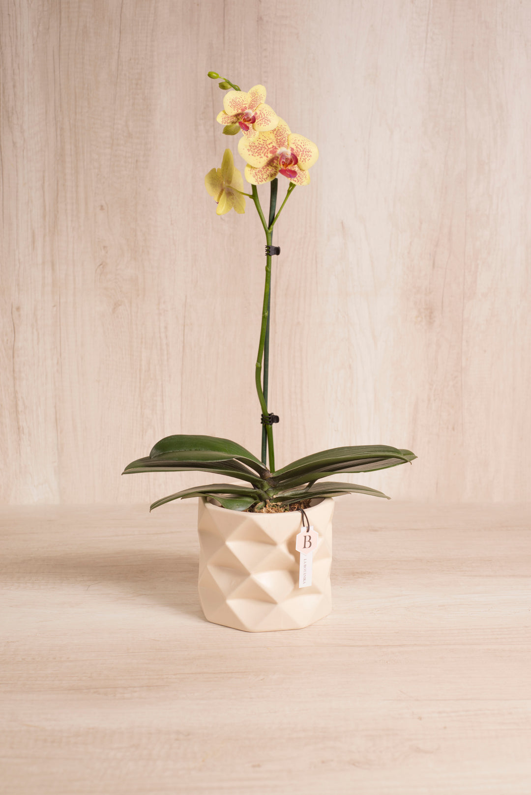 Marie con orquídea - sameday