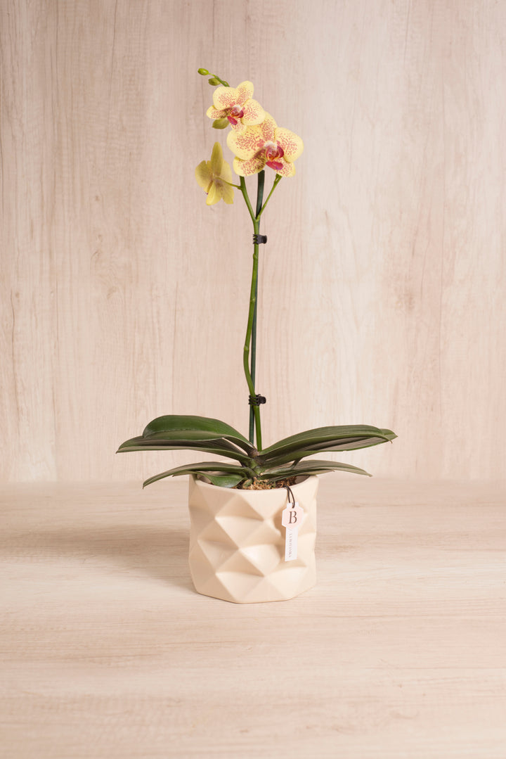 Marie con orquídea - sameday