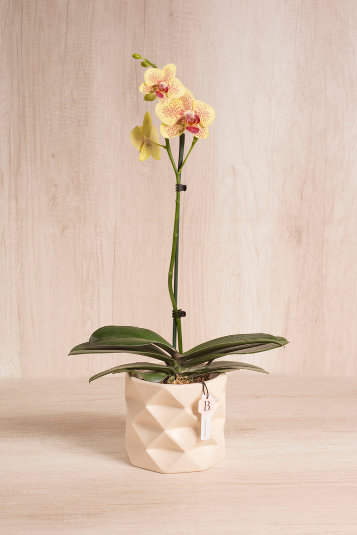 Marie Orquídea amarilla puntos - Flores amarillas