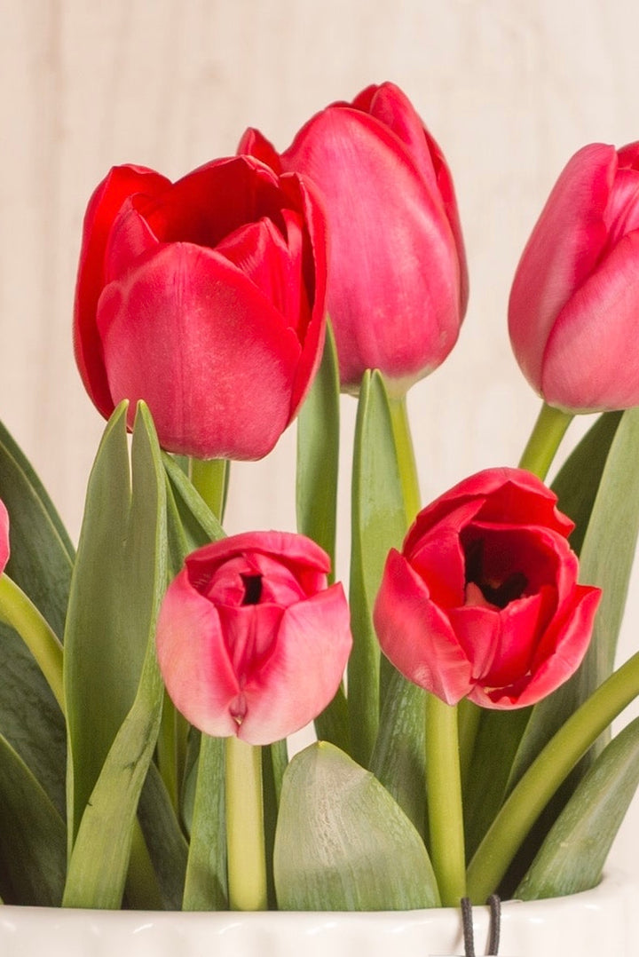 Florero Sianna 10 Tulipanes Rojos - sameday