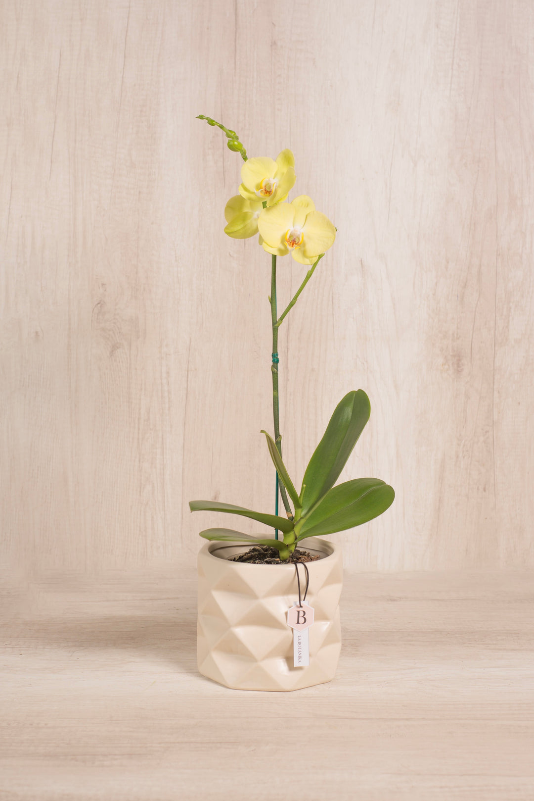 Marie con orquídea