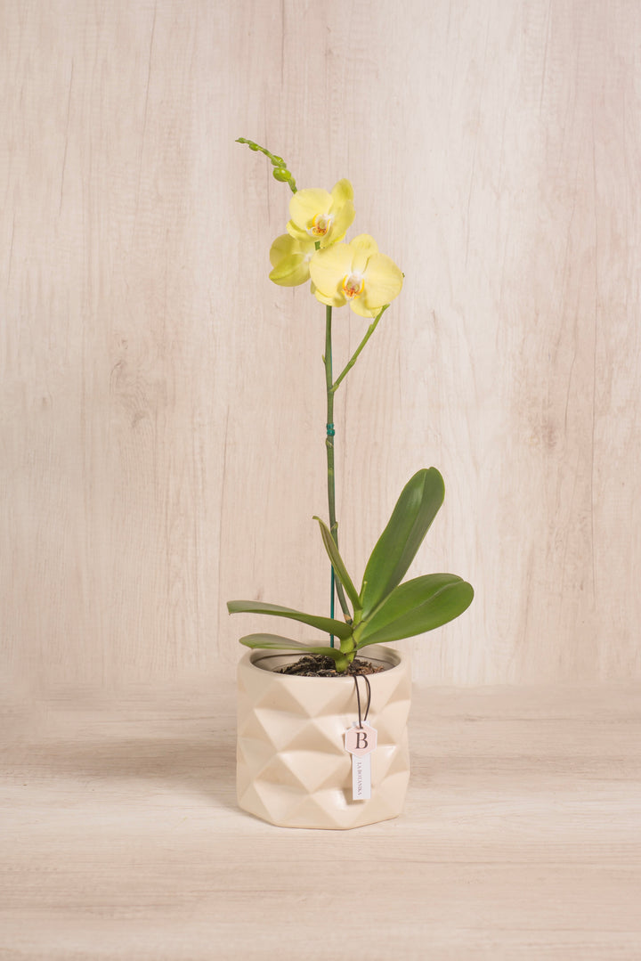 Marie con orquídea