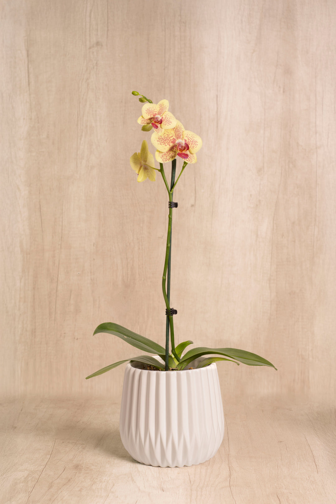 Josefina con Orquídea - mamá26