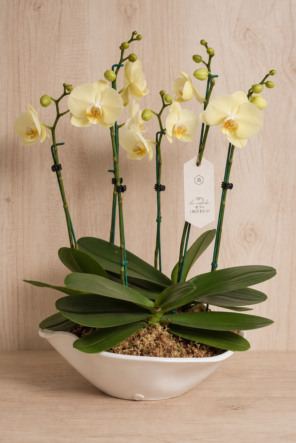 Arreglo 5 Orquīdeas amarillas - Flores amarillas