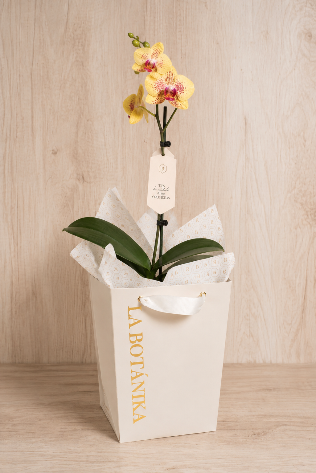 Marie Orquídea amarilla puntos - Flores amarillas