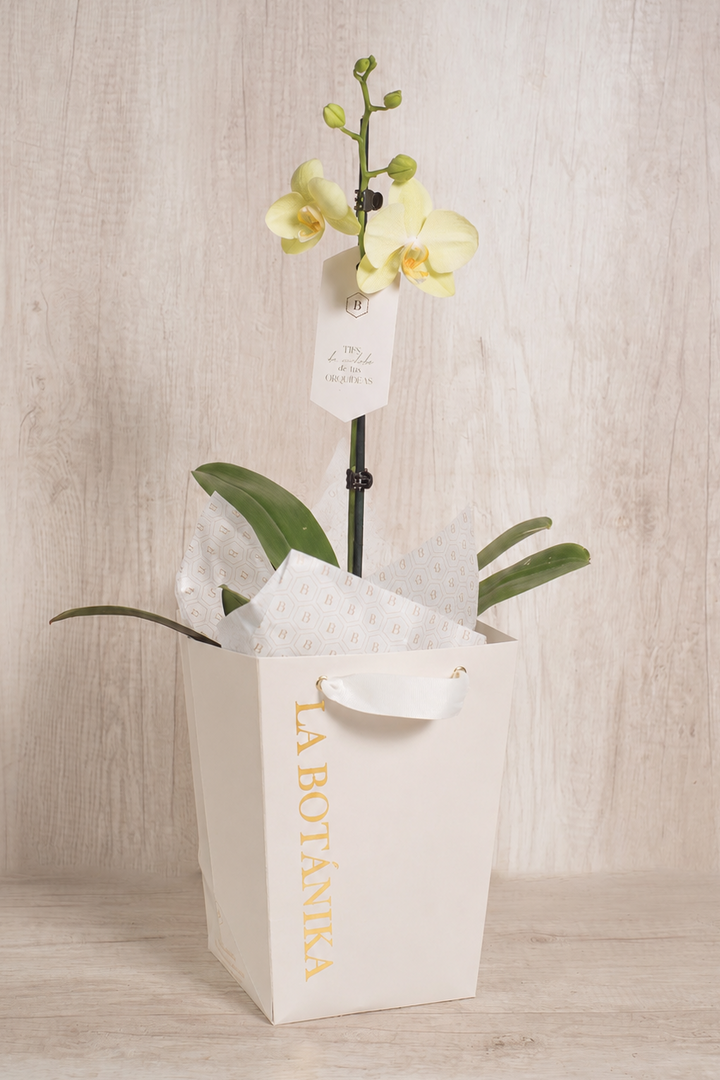 Esfera con Orquídea - Flores Amarillas