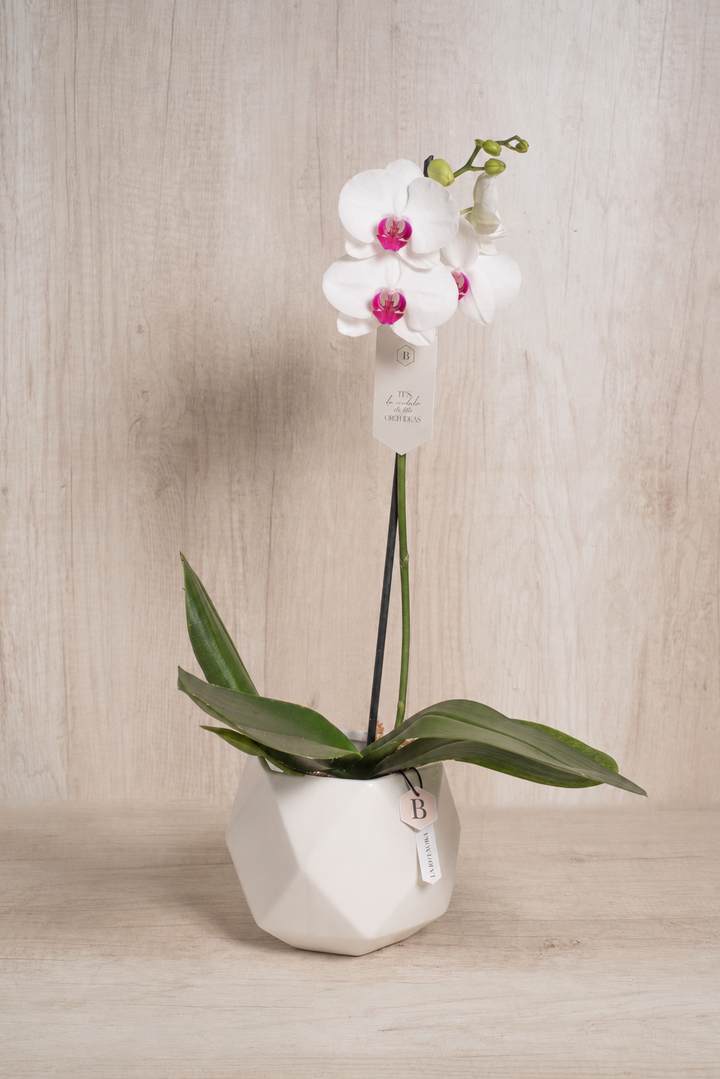 Esfera con Orquidea - sameday