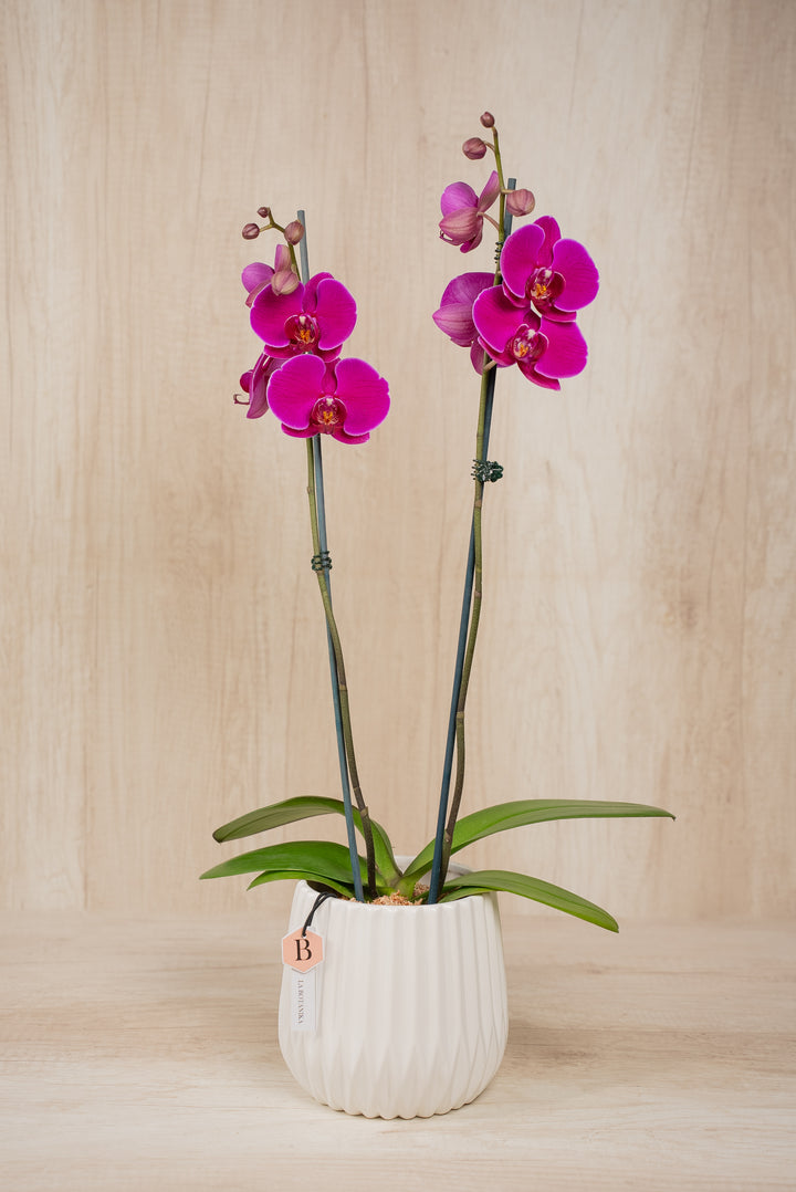 Josefina con Orquídea 2 varas