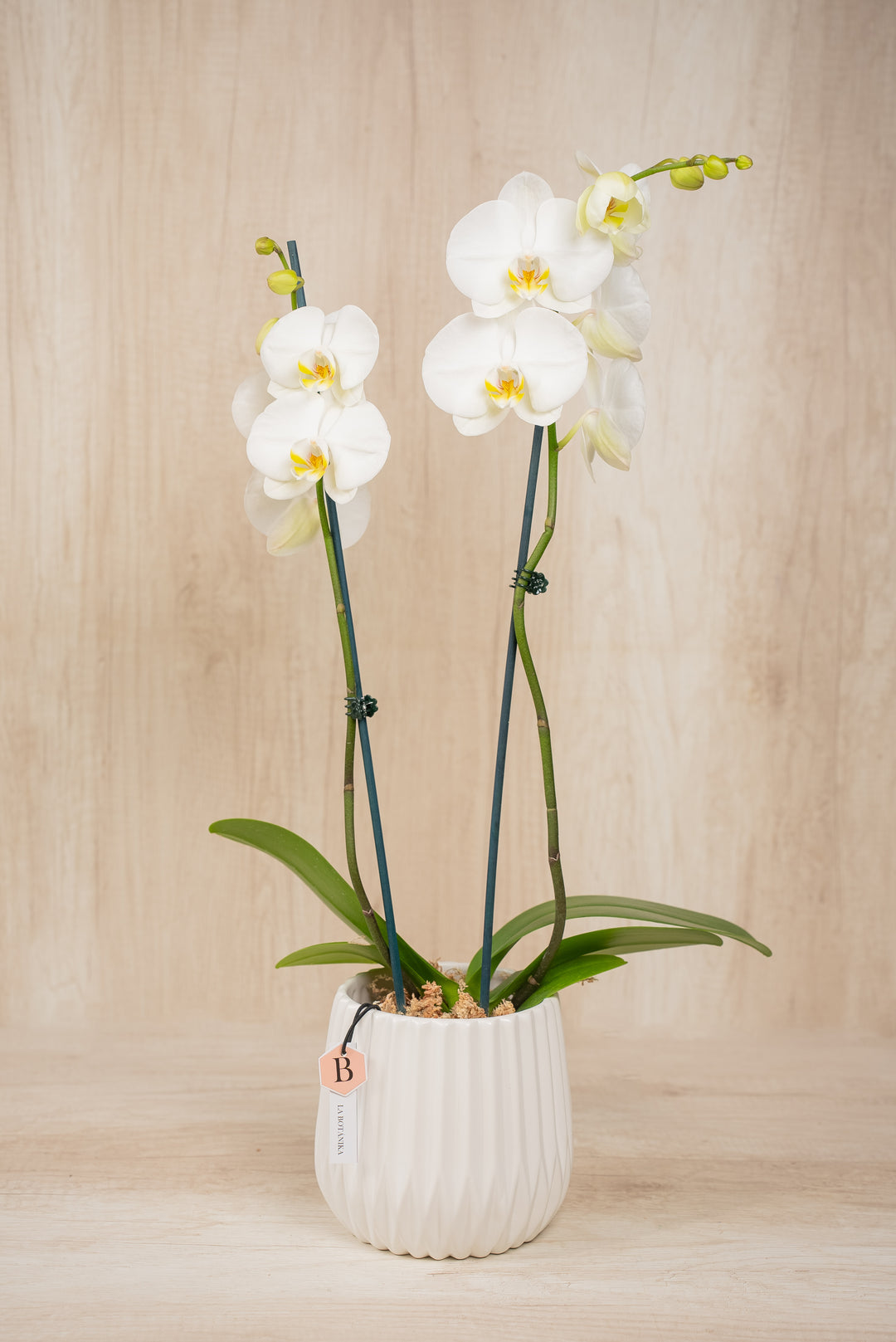 Josefina con Orquídea 2 varas