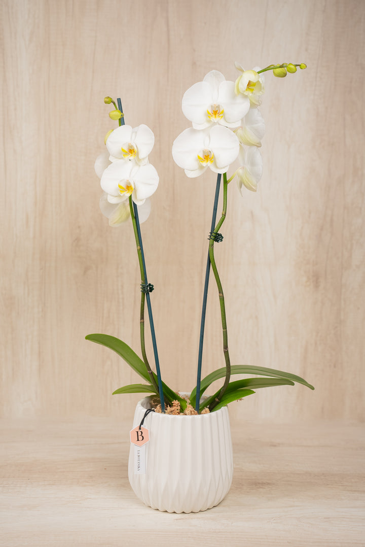 Josefina con Orquídea 2 varas