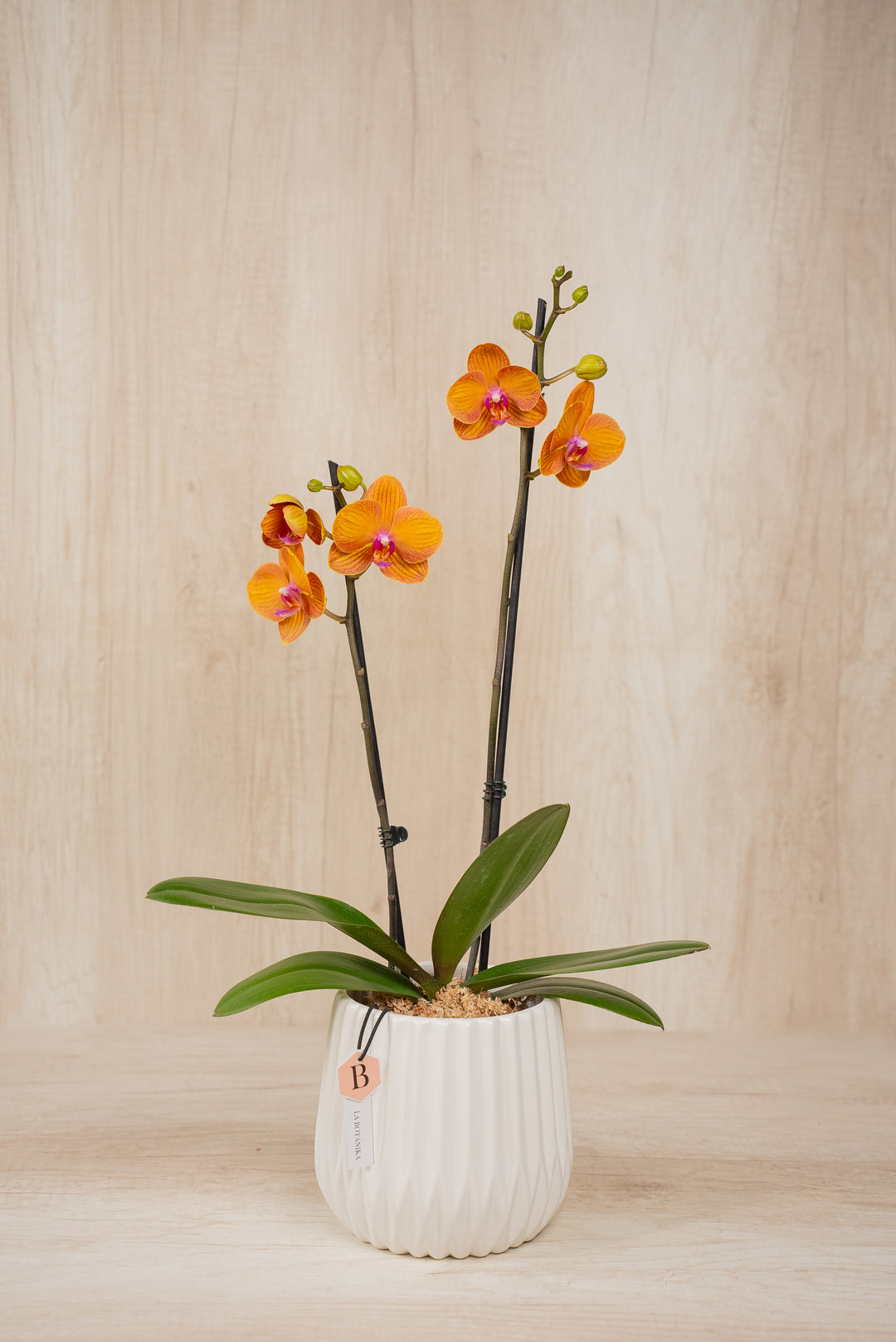 Josefina con Orquídea 2 varas