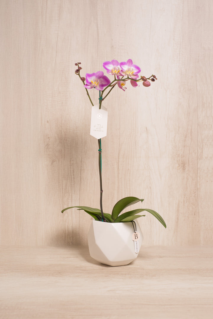 Esfera con Orquidea