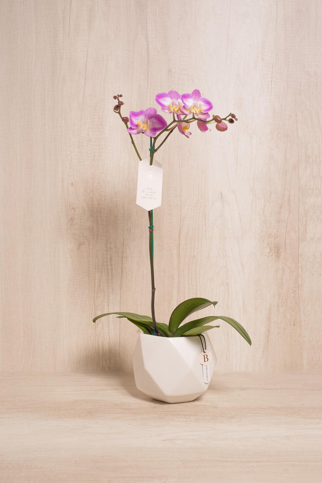Esfera con Orquidea