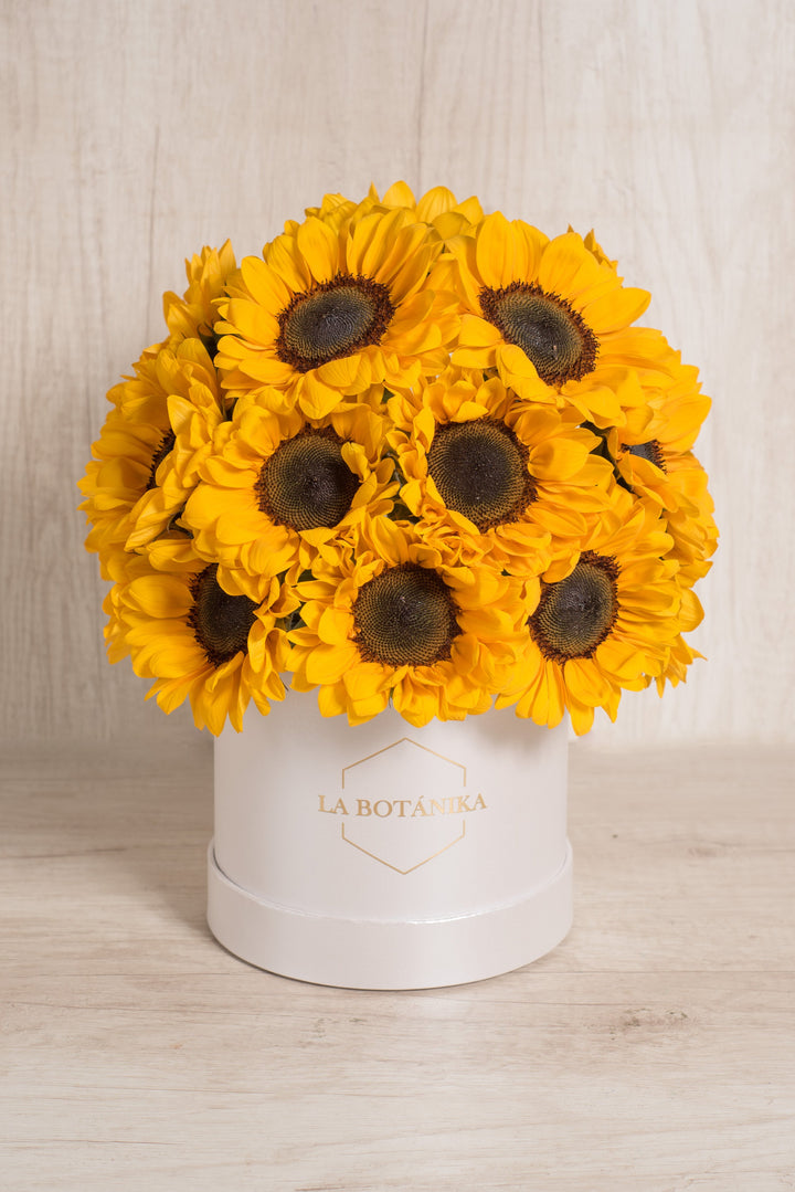Round Box Sol - Sameday