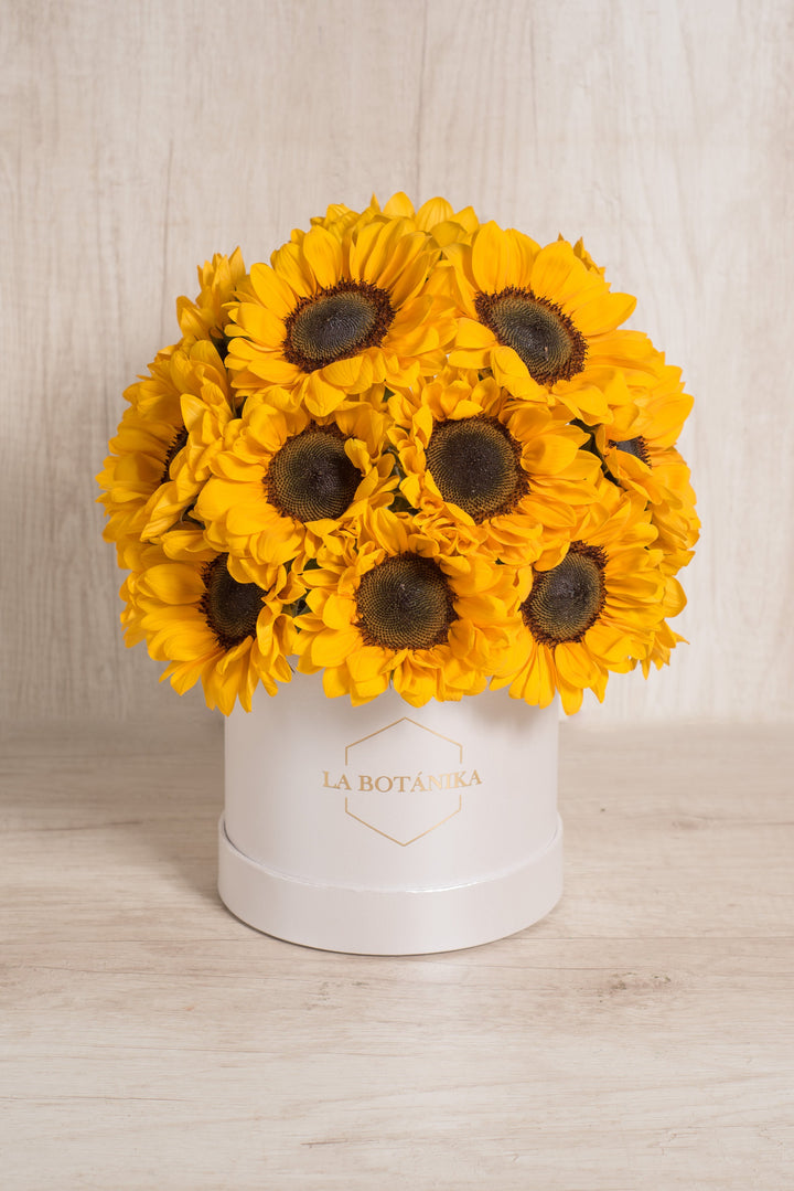 Round Box Sol