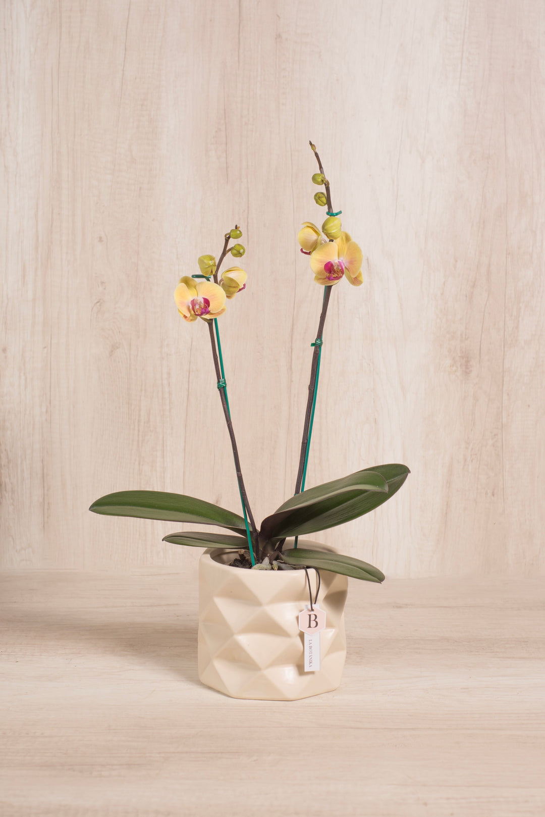 Marie con orquídea 2 varas