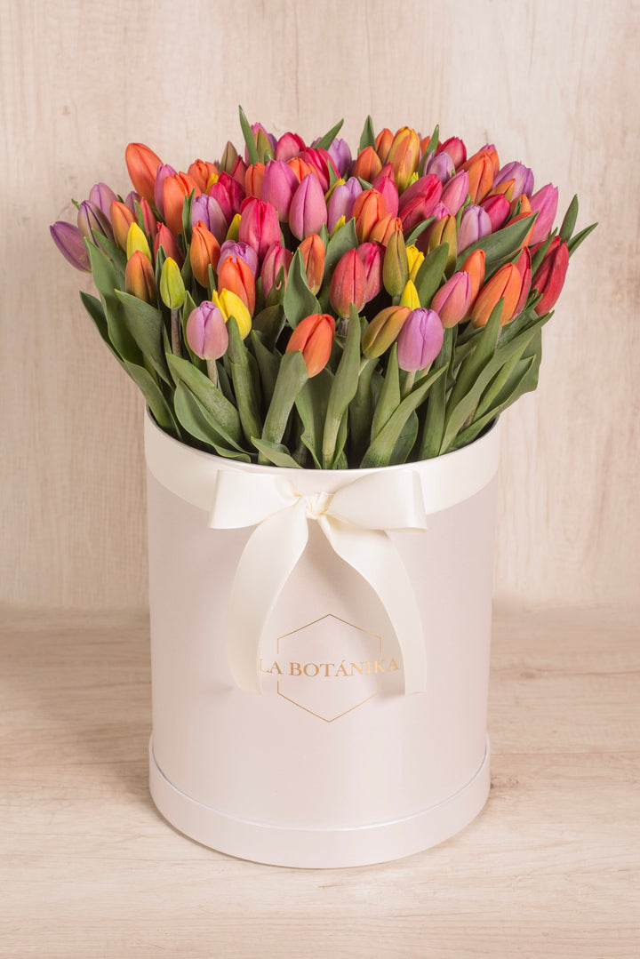 Splendid Box Mix 100 Tulipanes