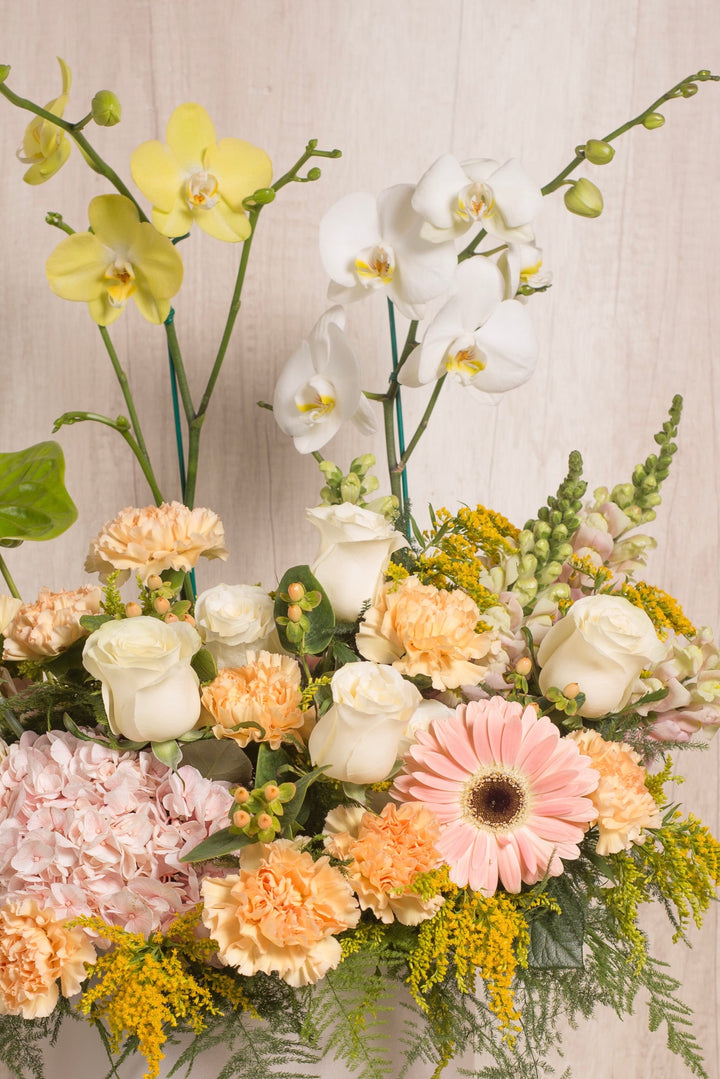 Splendid Box Gardenia