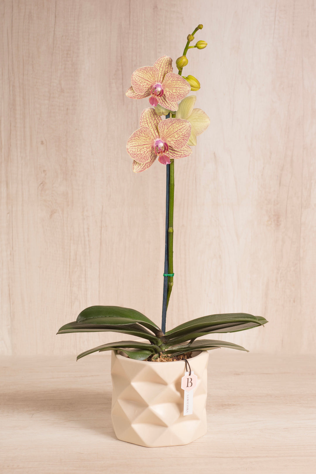 Marie con orquídea - flores amarillas