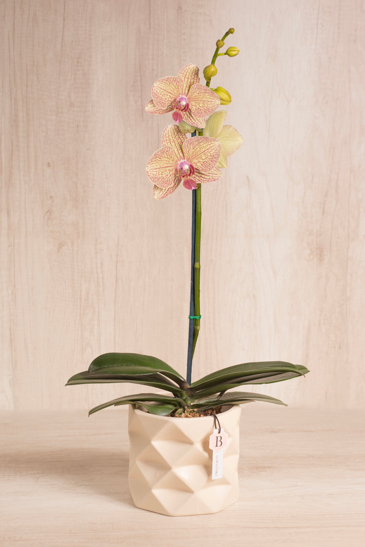 Marie con orquídea - flores amarillas