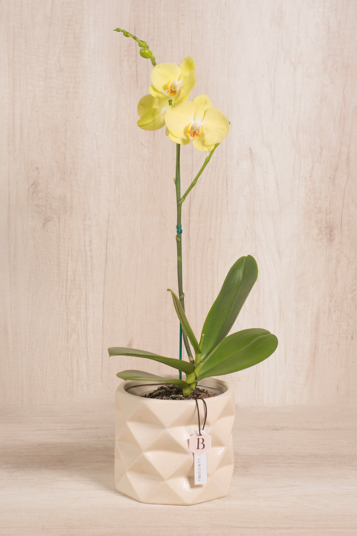 Marie con orquídea - flores amarillas