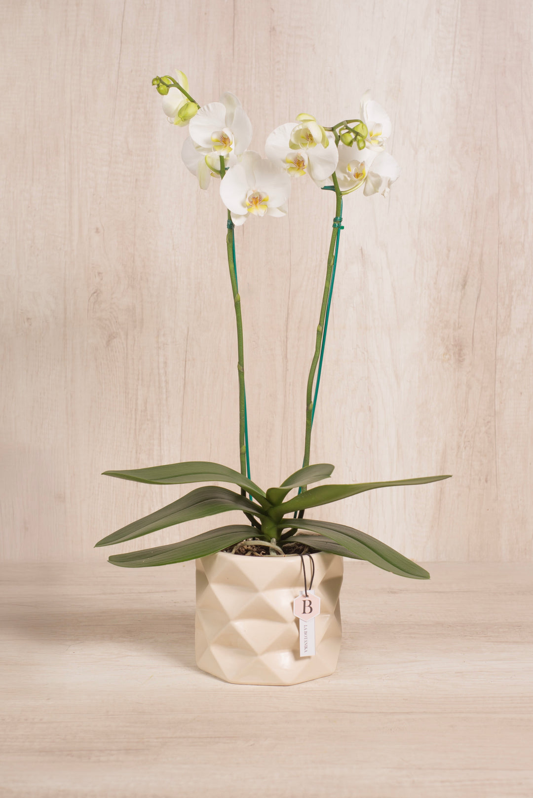 Marie con orquídea 2 varas