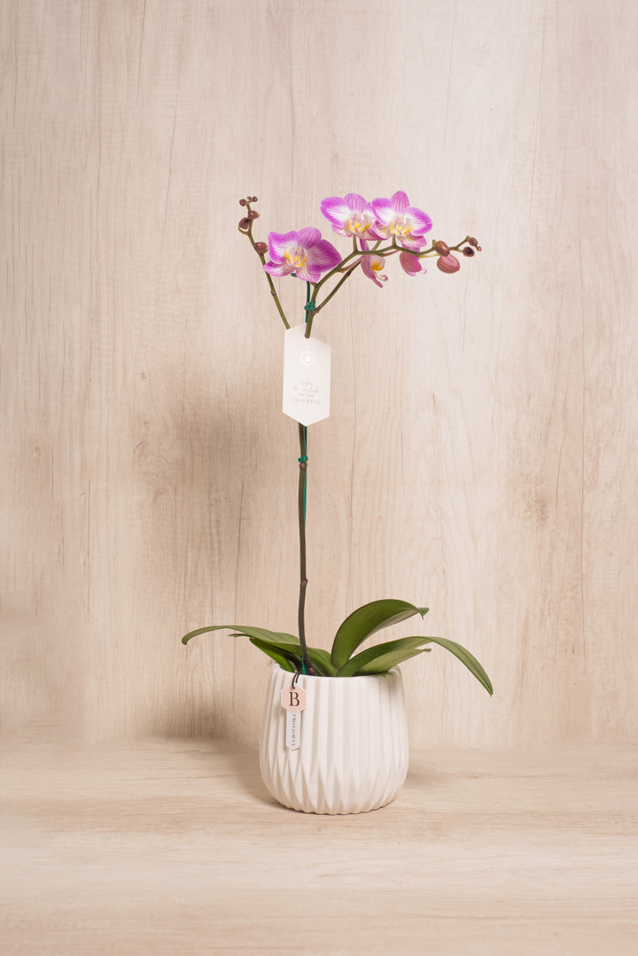 Josefina con Orquídea