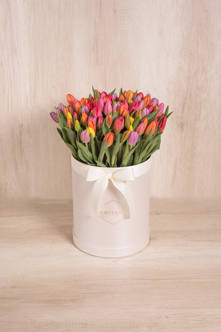 Splendid Box Mix 100 Tulipanes