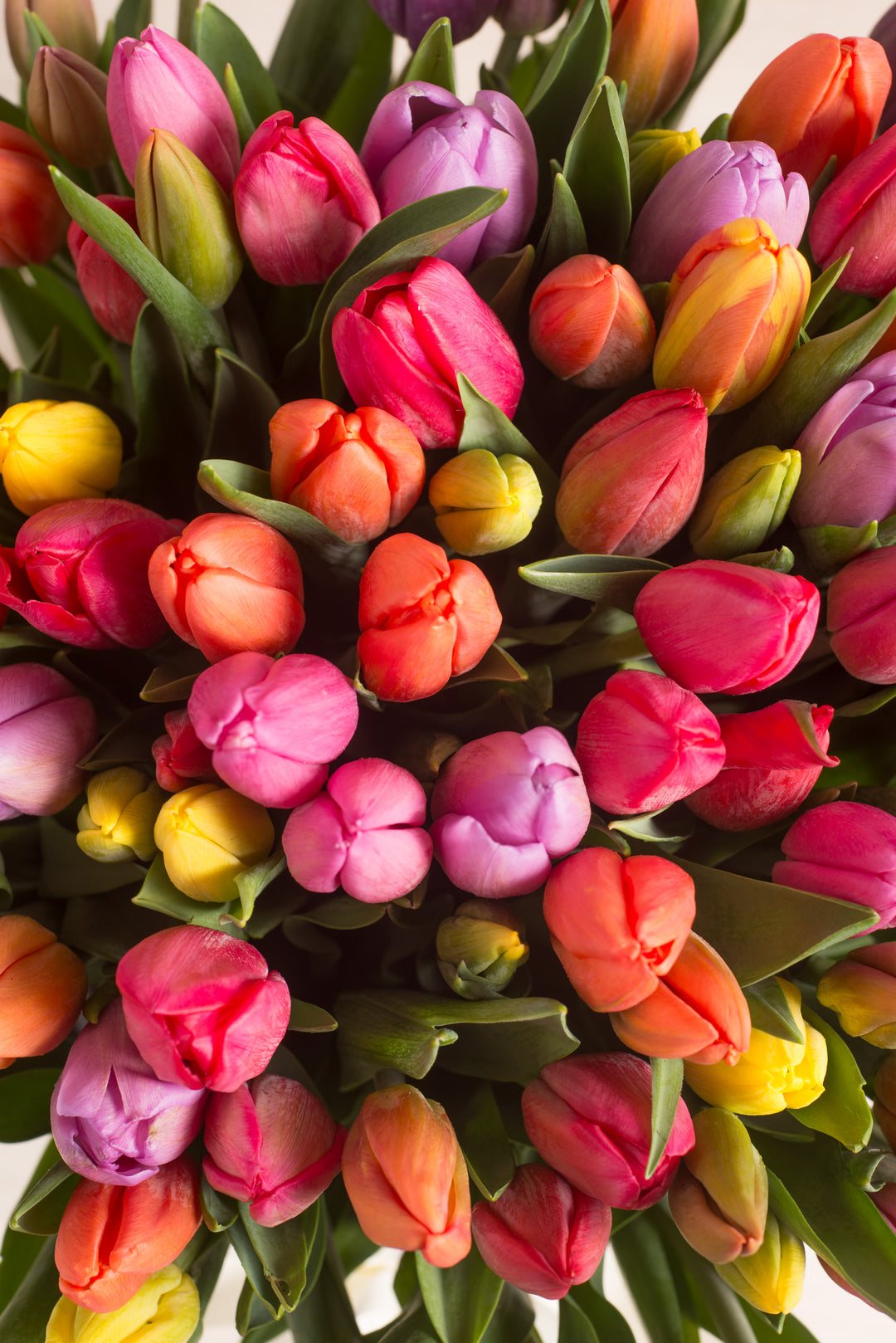 Splendid Box Mix 100 Tulipanes