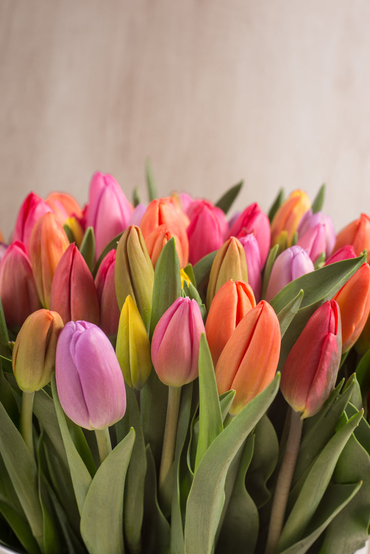 Splendid Box Mix 100 Tulipanes