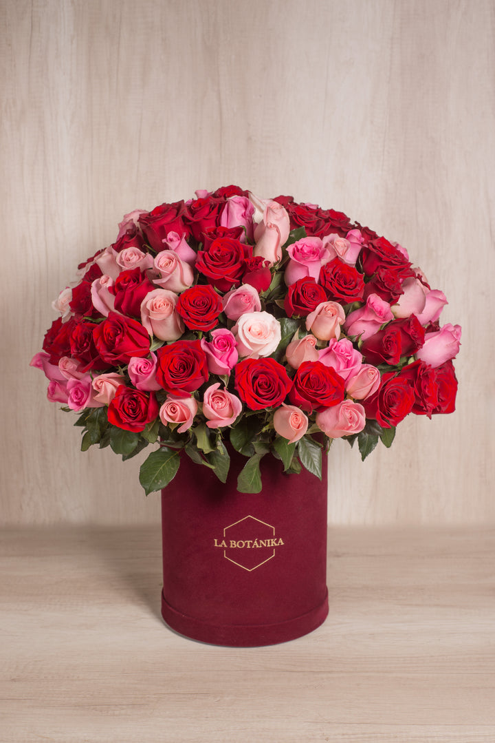 Splendid Box Antonia 150 rosas