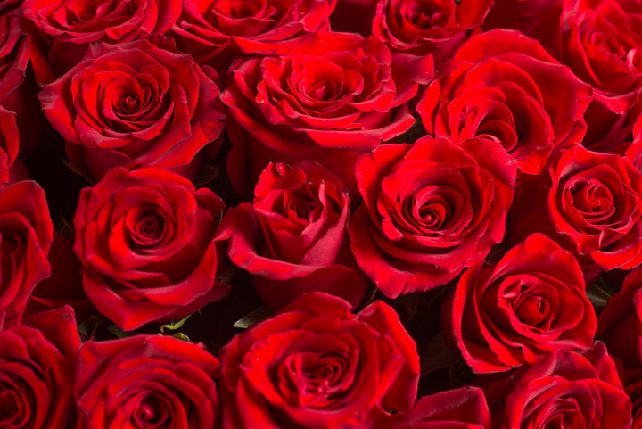Splendid Box 75 Rosas Rojas