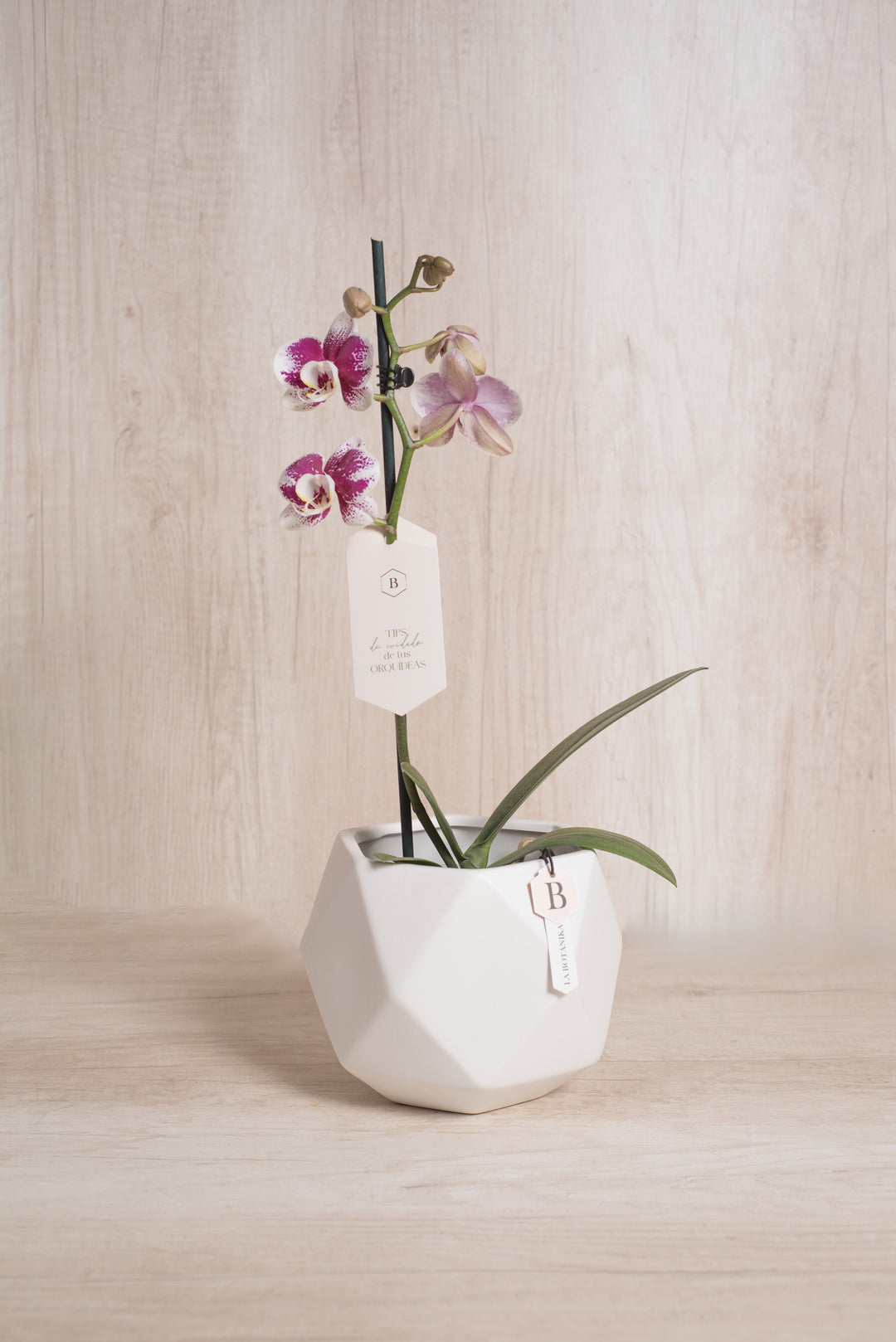 Esfera con Orquidea - mamá26