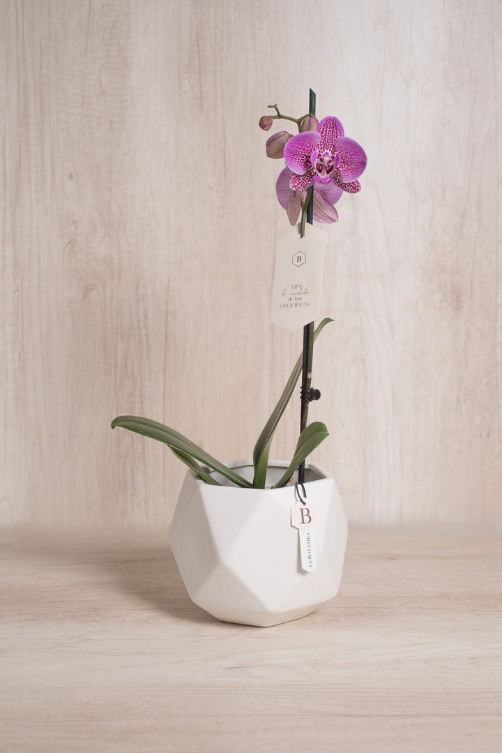 Esfera con Orquidea - mamá26