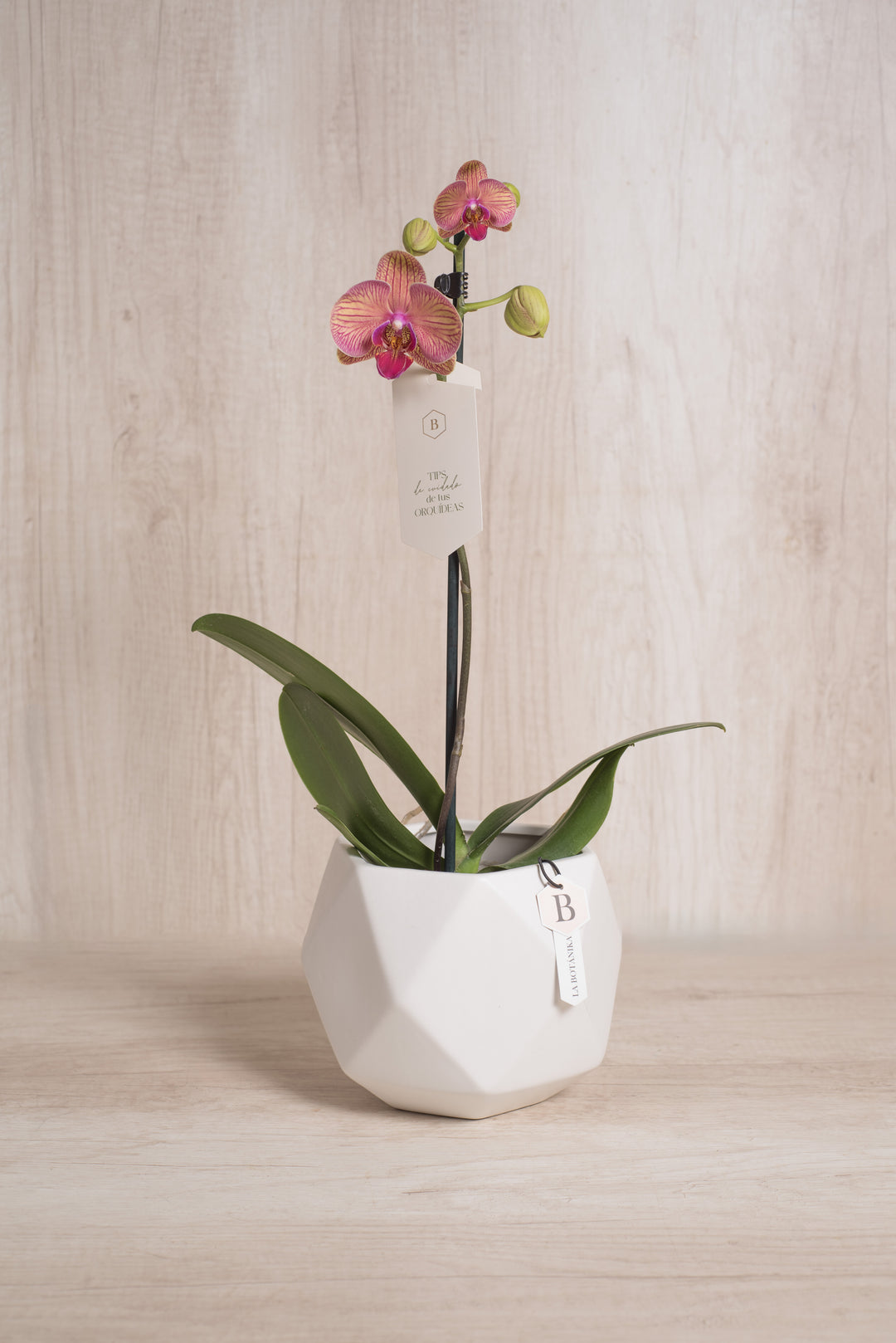 Esfera con Orquidea - mamá26