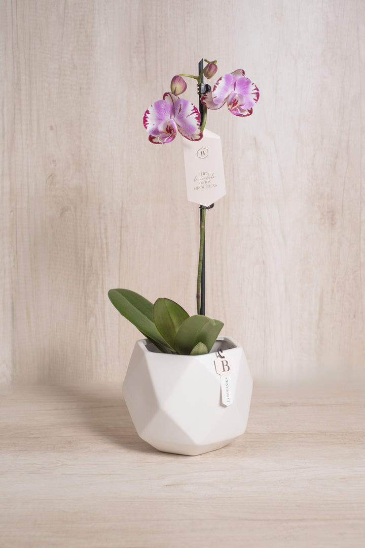 Esfera con Orquidea - mamá26