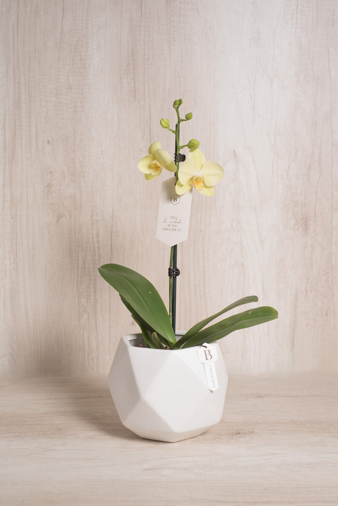 Esfera con Orquidea - mamá26
