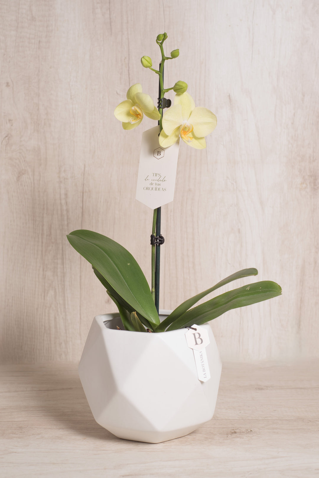Esfera con Orquídea - Flores Amarillas