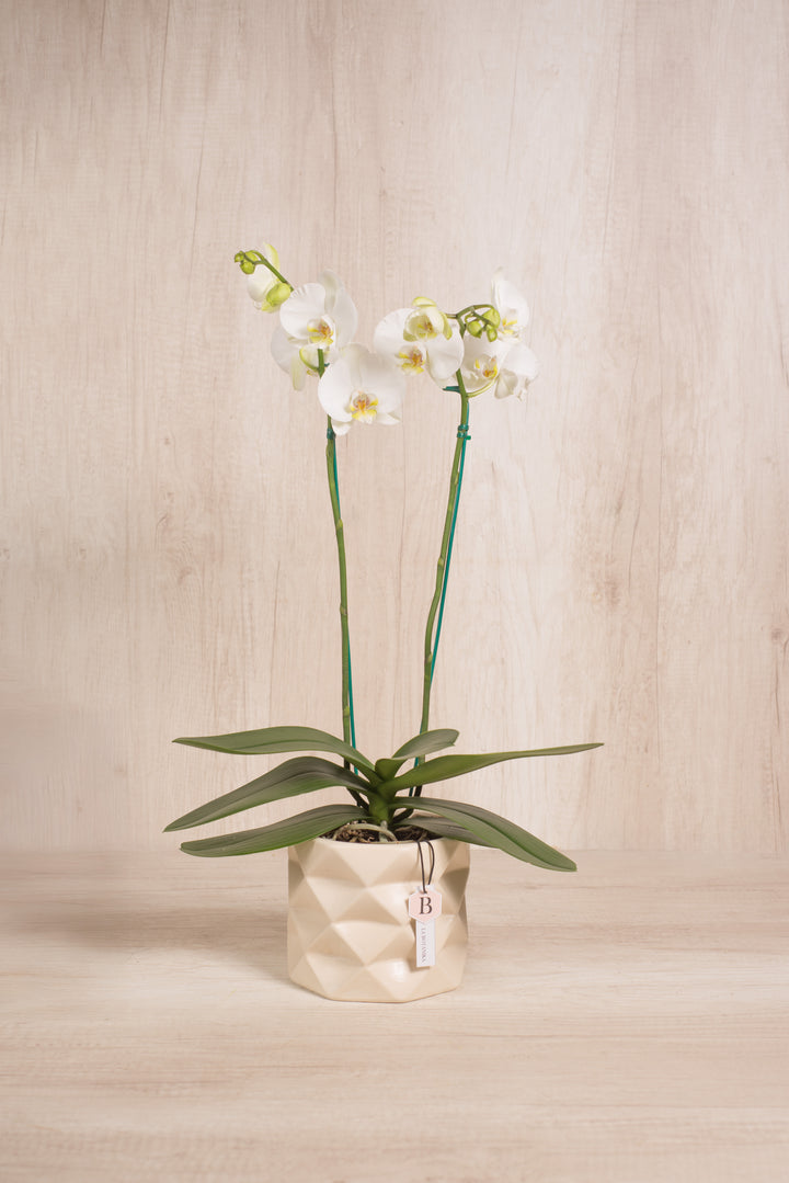 Marie con orquídea 2 varas