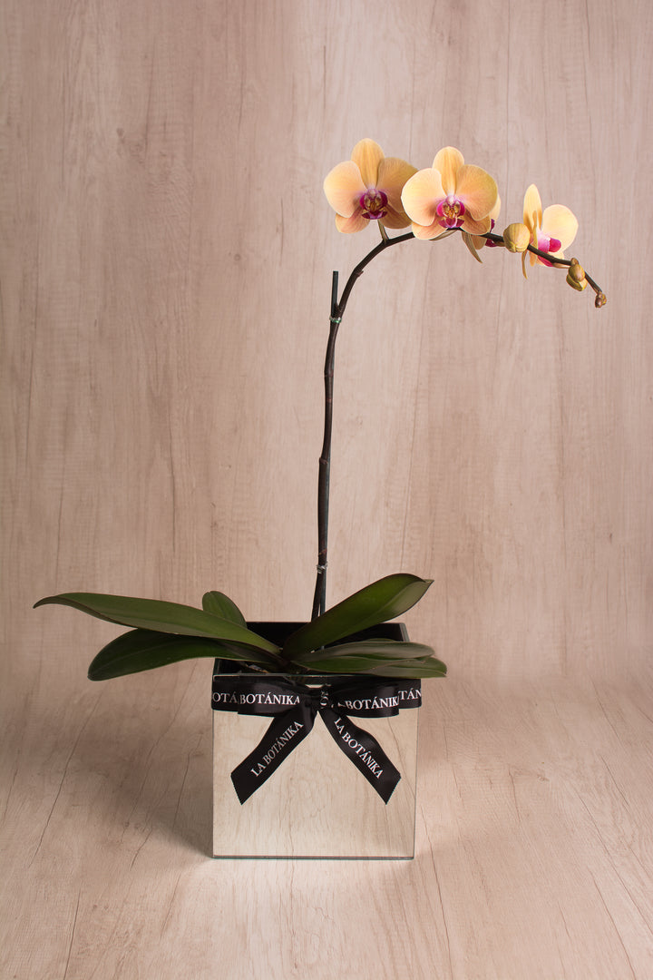 Mirror Box con Orquídea