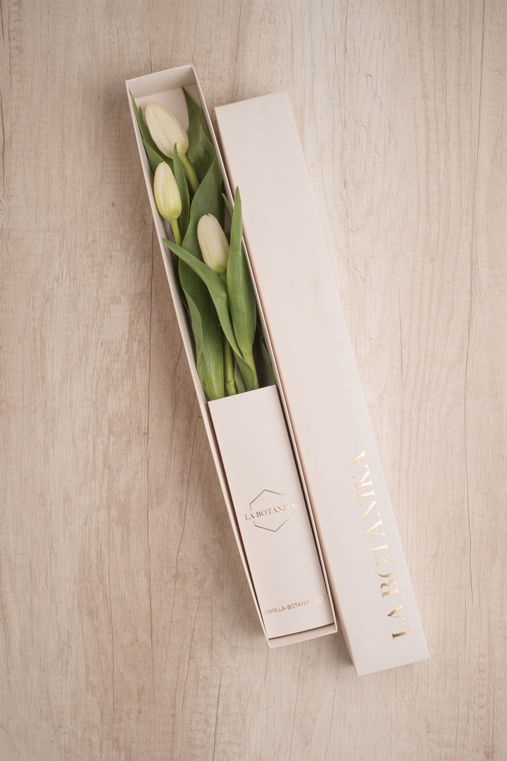 Classic Box 3 Tulipanes