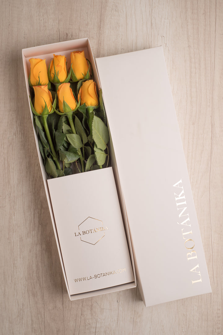 Classic Box Ivory 6 Rosas
