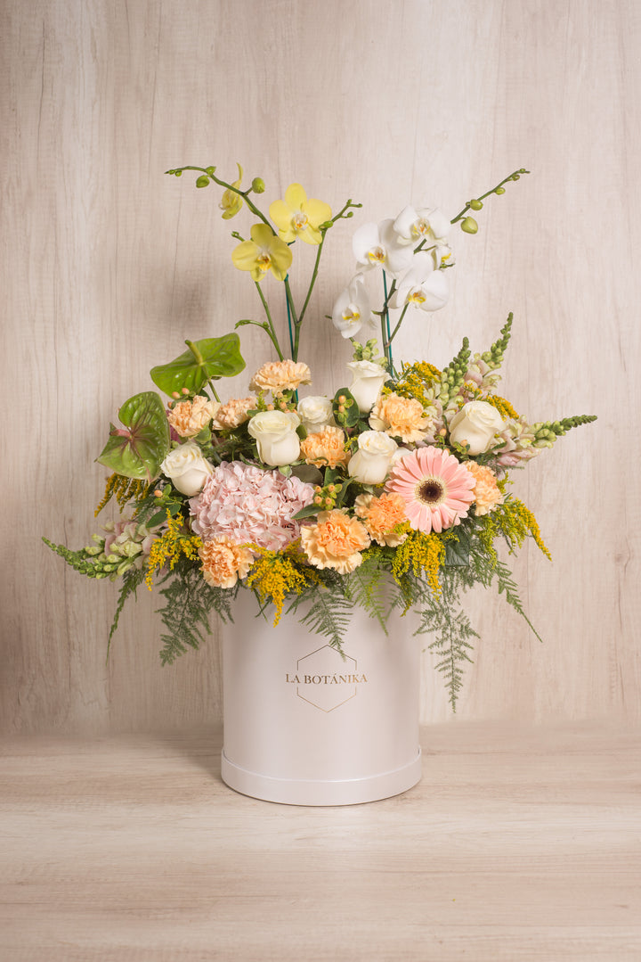 Splendid Box Gardenia